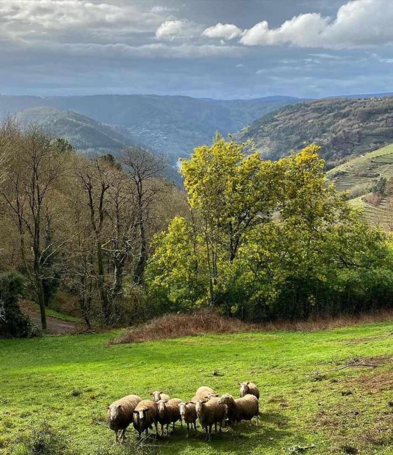 Casa Das Xacias Ribeira Sacra A Airoa  Exterior foto